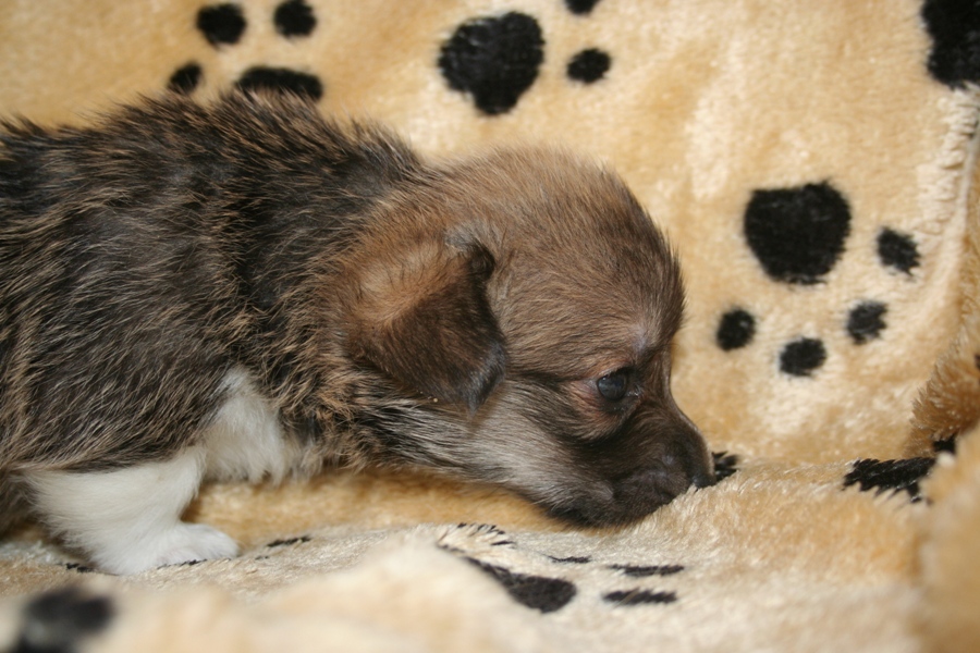Puppies